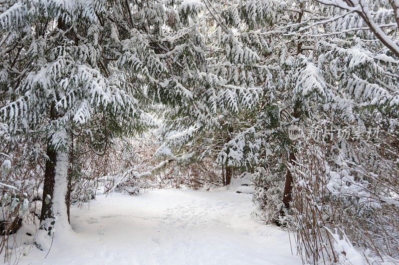 加拿大西部一场小雪的森林