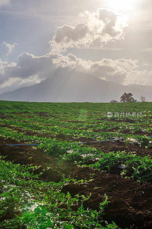 泰国南部的西瓜种植区