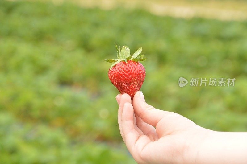 拿着刚摘的草莓