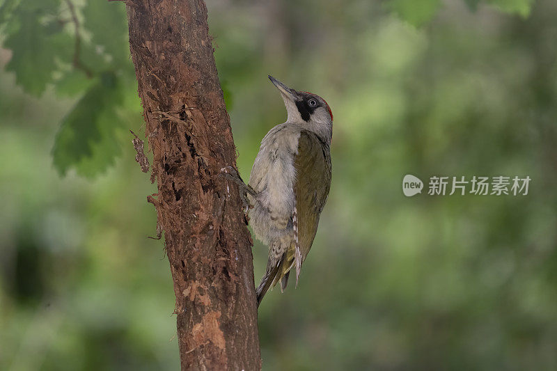 欧洲绿色啄木鸟