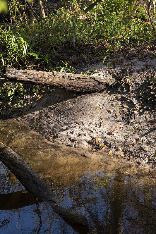 河堤上有浣熊脚印，埋有原木，沙子里有几条水位线