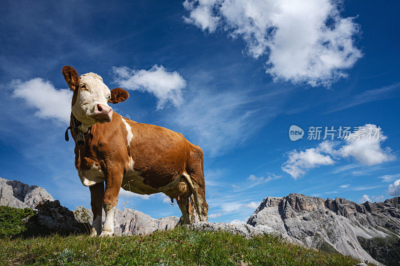 意大利白云石和阿尔卑斯山脉上的奶牛肖像