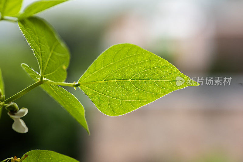 小豆荚在宏观近距离摄影