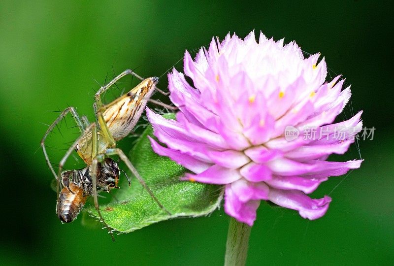 蜘蛛狩猎蜜蜂昆虫地球苋菜花-动物行为。