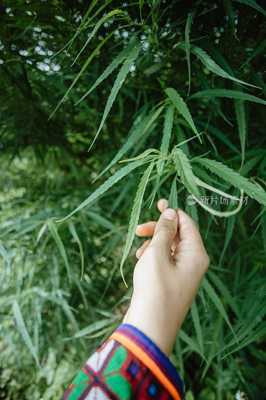 手握大麻叶在成熟的茎。