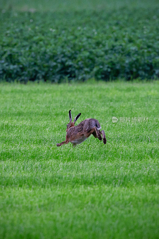 一只棕色野兔在草地上奔跑的特写