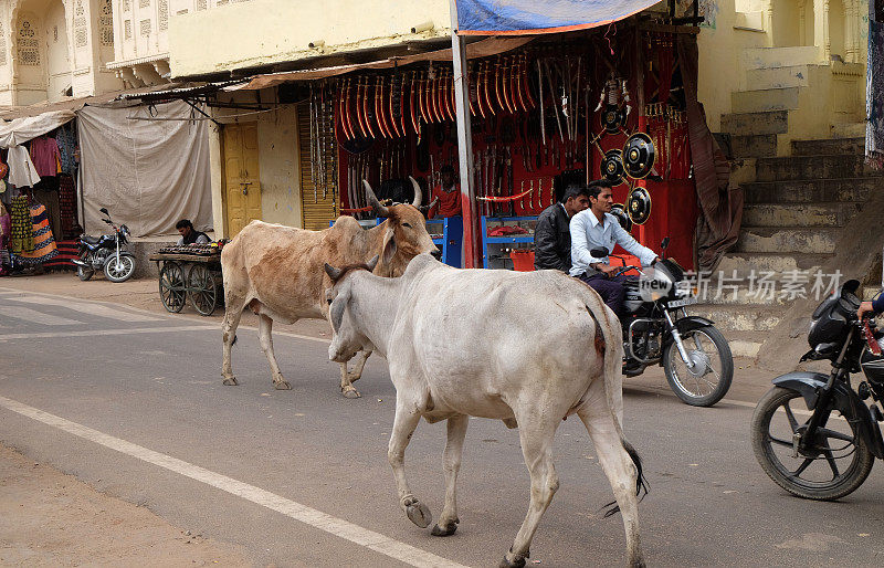 印度，普希格尔市，奶牛在闲逛