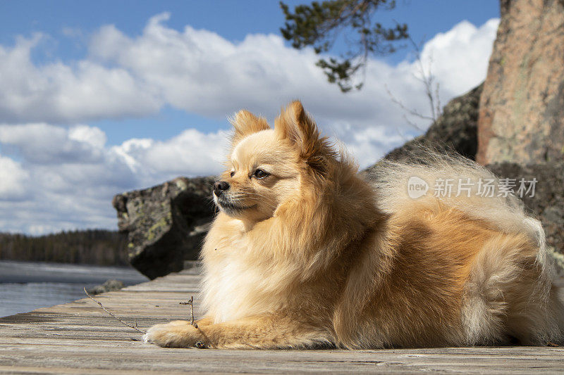 一条博美犬躺在湖边的码头上