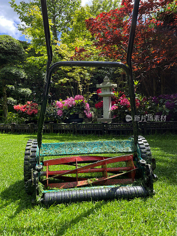 春天用推割草机割草的特写画面，绿草草坪维护，竹篱和日本枫树包围着发芽草籽的草坪区域，聚焦前景，阳光明媚的日子