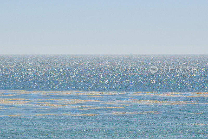 加州马里布尼古拉斯峡谷海滩的海藻