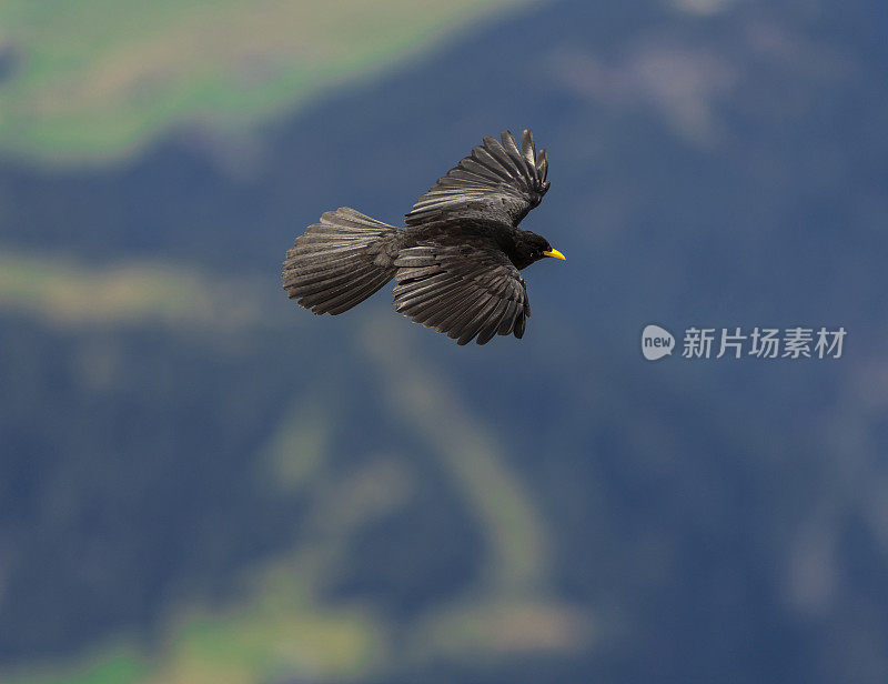 高山鸟在阿尔卑斯山上飞翔