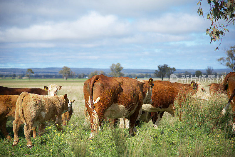 在有机绿色牧场上和小牛一起吃草的肉牛群