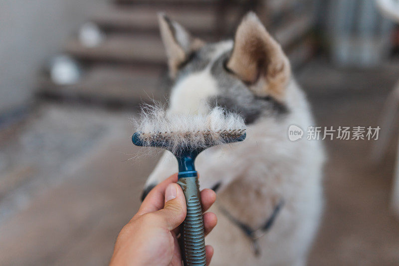 特写的刷子上有西伯利亚哈士奇的皮毛