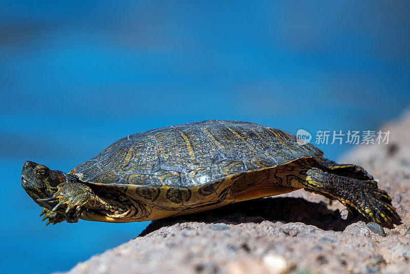 海龟特写(长颈龟)