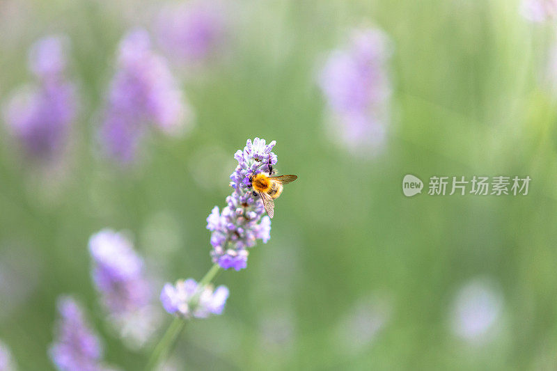 蜜蜂为薰衣草花授粉的特写