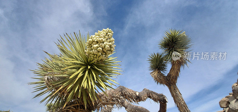 春天的约书亚树在加利福尼亚国家公园开花