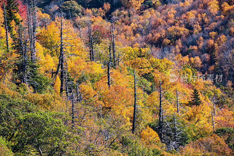 沿着蓝岭公园道观赏阿巴拉契亚山脉的秋天