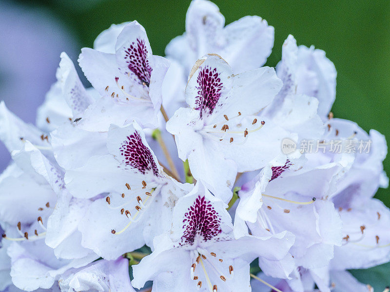 白色杜鹃花