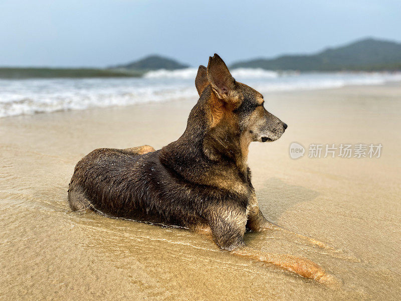 特写图像的印度野生流浪躺在潮湿的沙滩上，海水的边缘在退潮，杂种狗坐与海浪退潮和流动，海边的潮汐，重点在前景