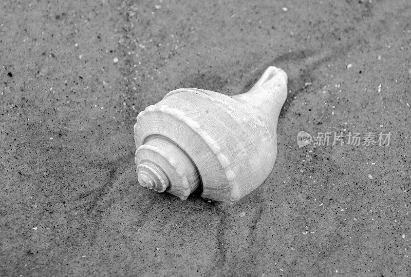 在大西洋海滩上发现的海螺壳