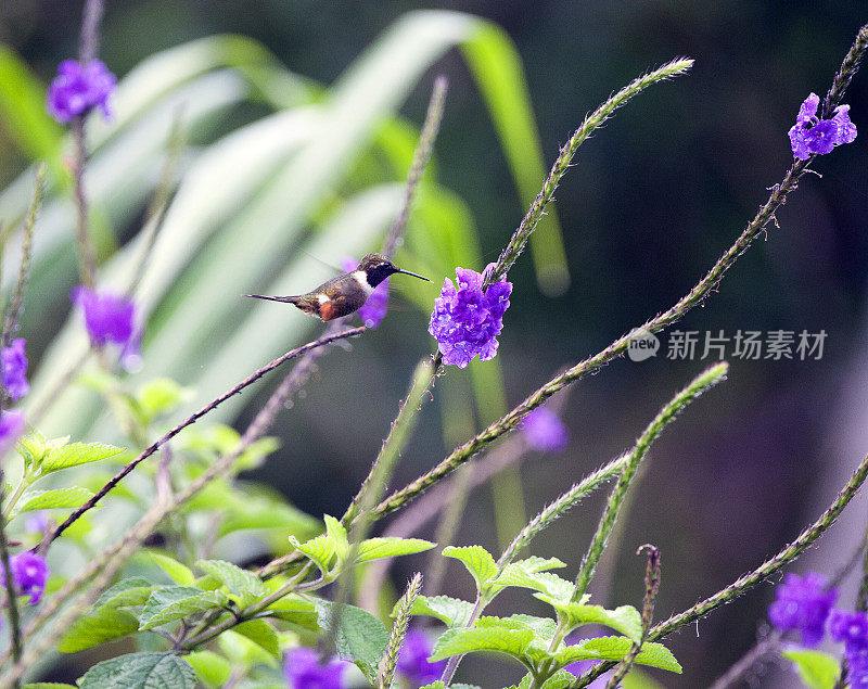 红喉木星蜂鸟盘旋，蒙特维德，哥斯达黎加