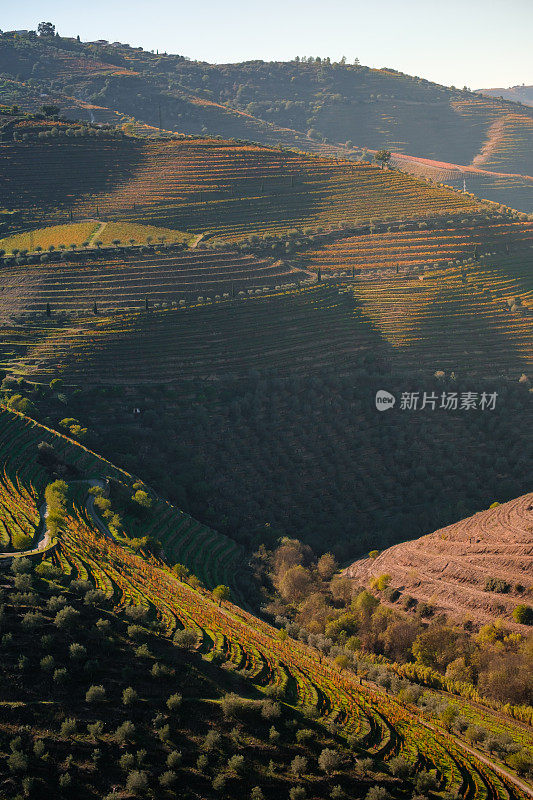 杜洛山谷葡萄园的风景