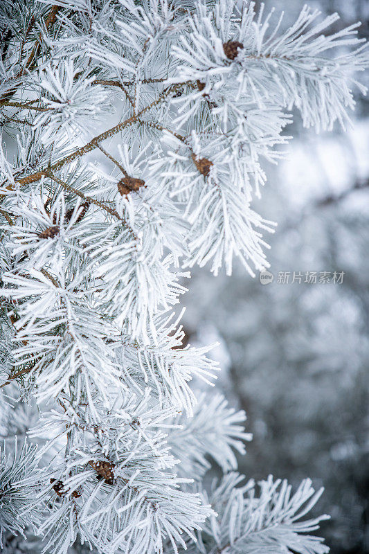 冬天的景象——覆盖着积雪的冰冻松枝。森林里的冬天