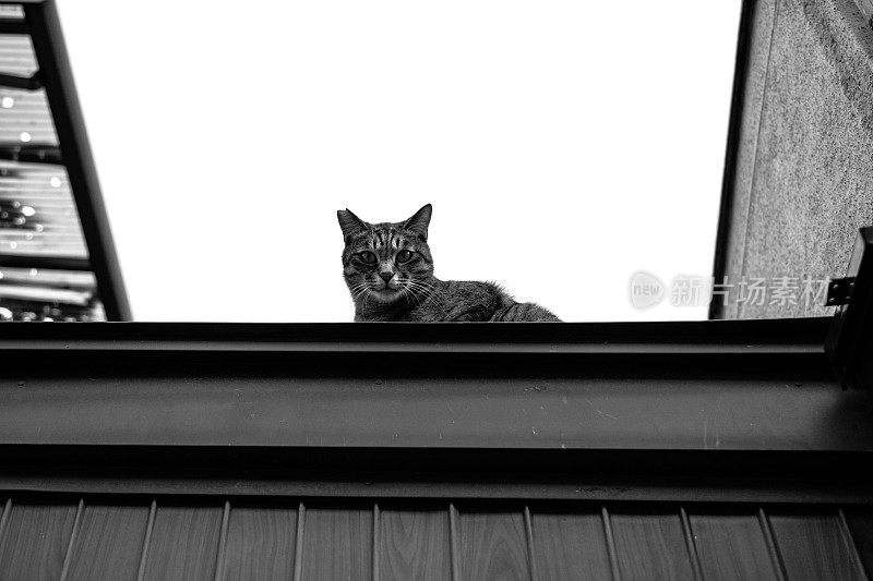 屋顶上的虎斑猫的形象