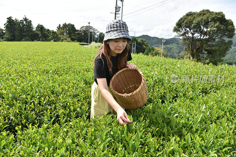 在日本采茶的日本妇女——库存图片