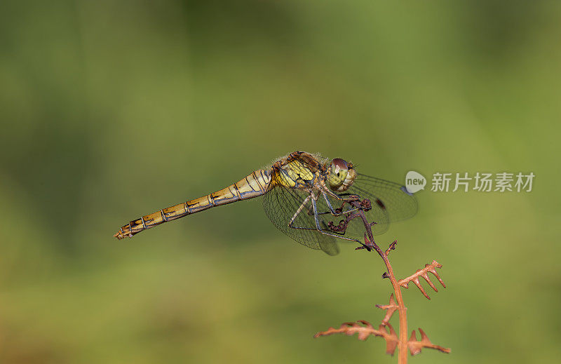 飞镖蜻蜓(黄纹蜻蜓)