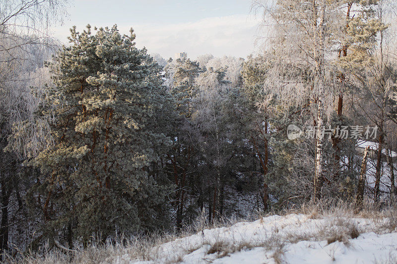 松树在晴天。冬季森林。树枝上的雪。自然背景。寒冷的天气。气候。毛皮的树。暴雪