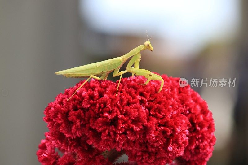 昆虫在红花上的特写