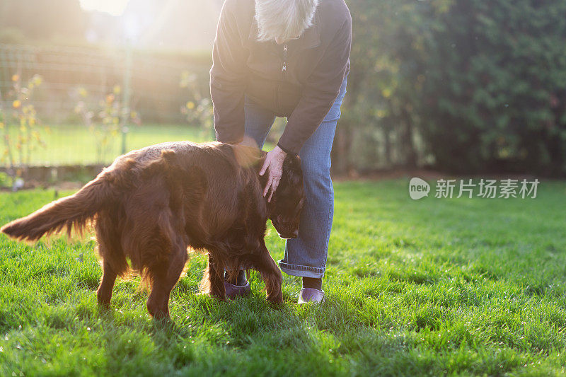 在秋天的花园里，一位老年妇女带着一只扁平的寻回犬