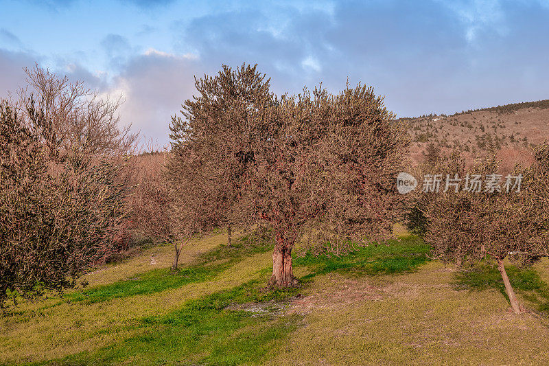 意大利中部翁布里亚山区橄榄林中的精致景观