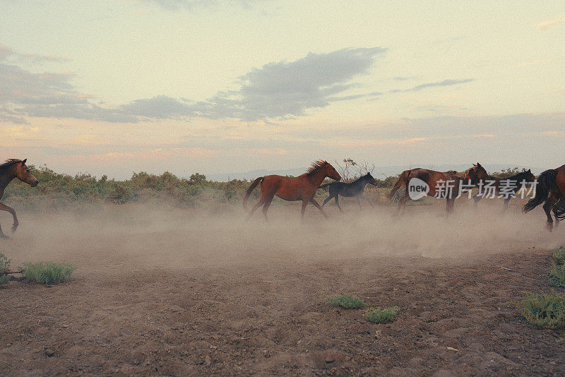 野马在荒野中奔驰