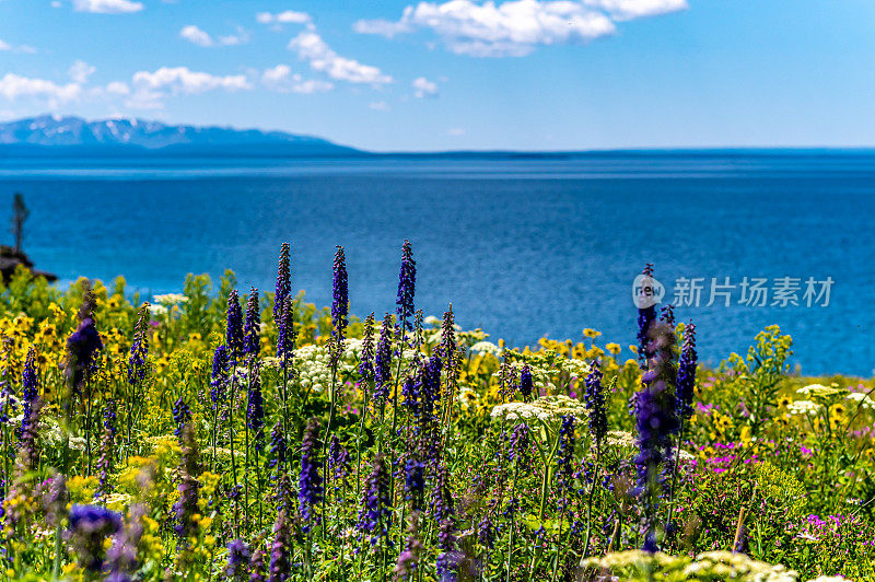 黄石湖岸边郁郁葱葱的美丽野花草地，风景秀丽