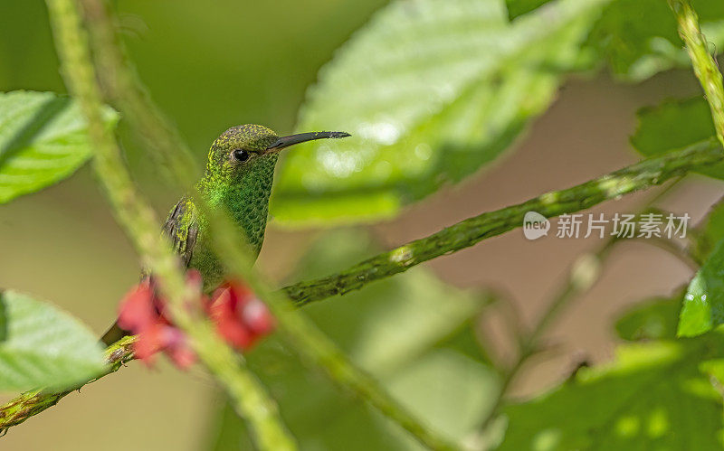 哥斯达黎加，一只红尾蜂鸟停在树枝上