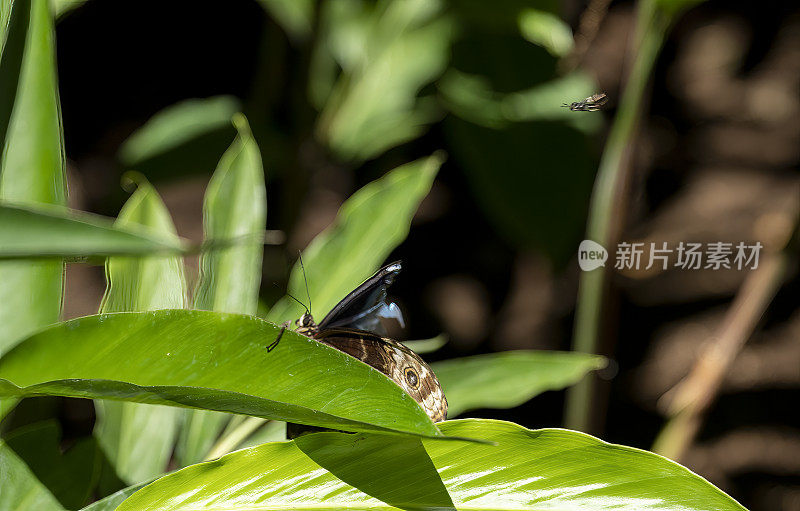 蓝色大变形蝴蝶休息