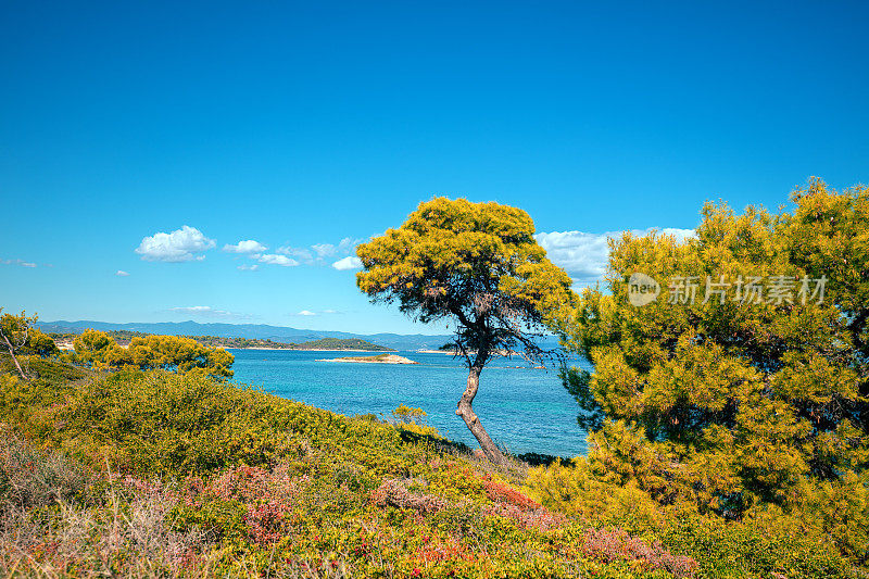 秋日阳光明媚，松树环绕的海景