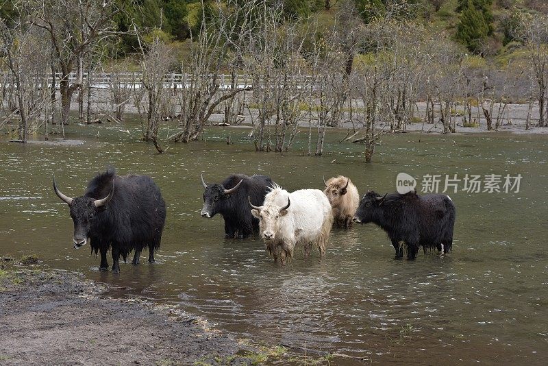 高原牦牛，产于中国四川西部阿坝藏族羌族自治州
