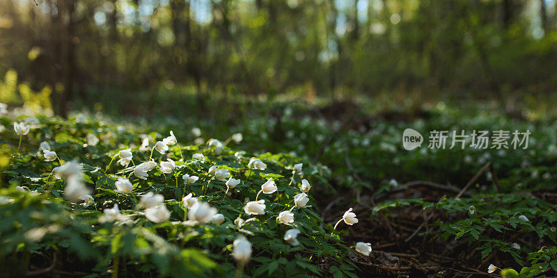 白色的春花。生物多样性。微距摄影。植物学