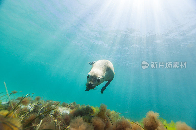 可爱的海狮毛皮海豹在浅水清澈的阳光灿烂的一天