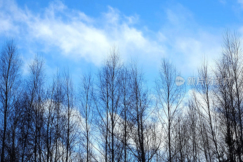 没有叶子的树枝在风中摇摆。树枝:树的树枝蓝天白云。天气预报。气候条件。大自然。冬天的森林。晴空万里的蓝天。高大的树木。
