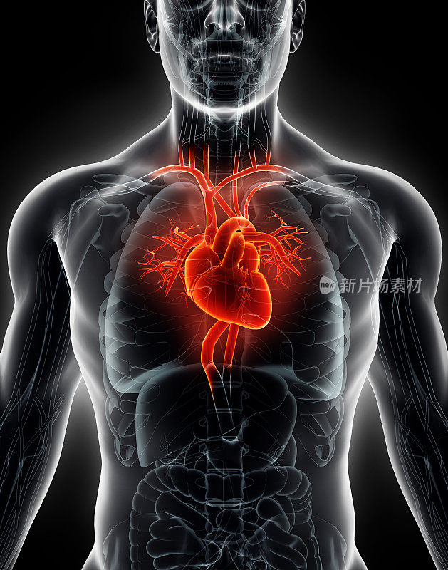 3D插图人体内部有机-人体心脏。
