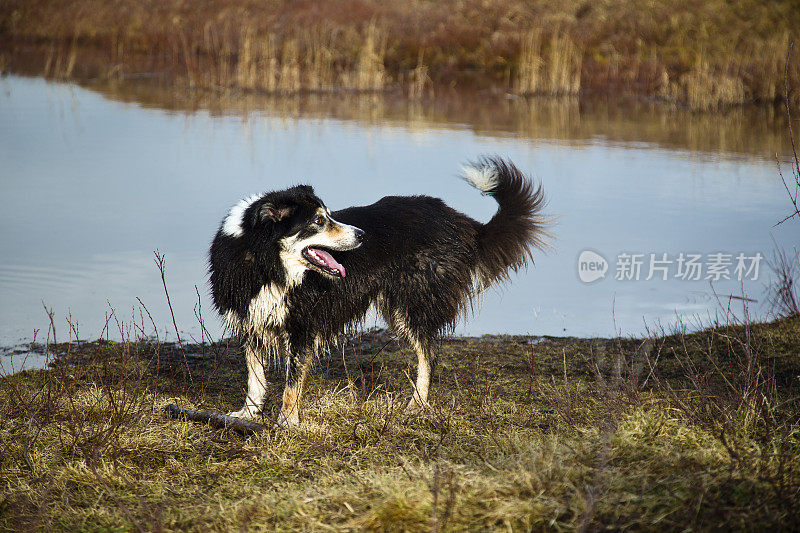 博德牧羊犬和木棍