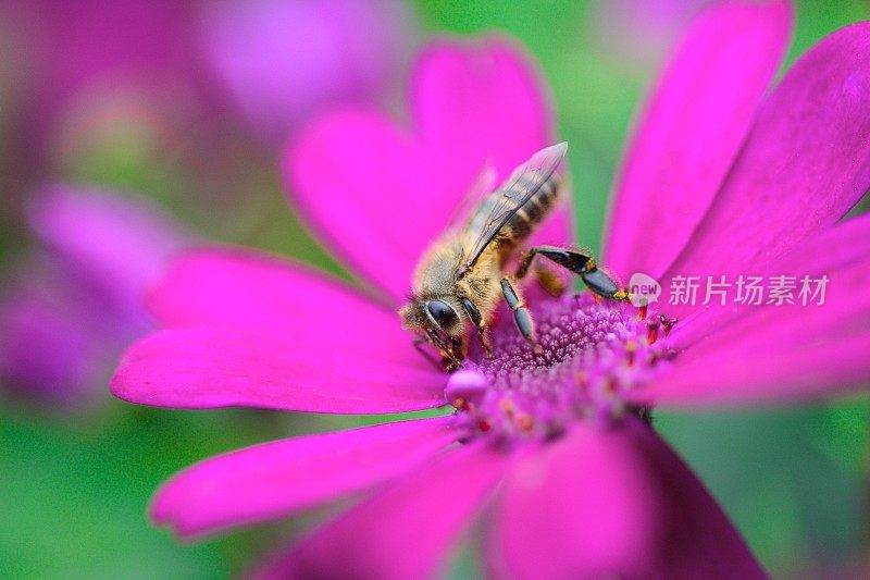 蜜蜂从花中采集花蜜