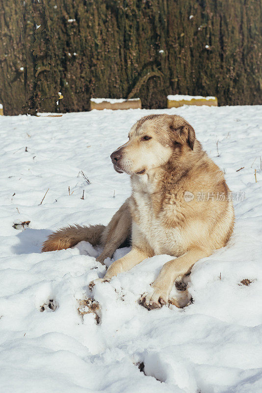 狗狗肖像躺在雪地里