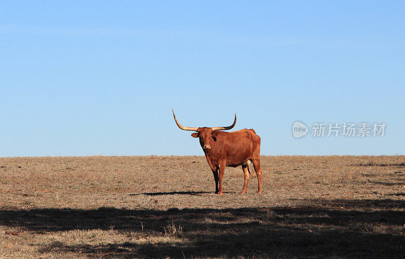 农业:德克萨斯州长角牛站在牧场上