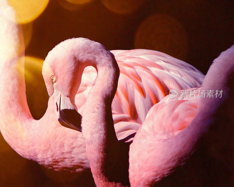 阳光下粉红色的火烈鸟
