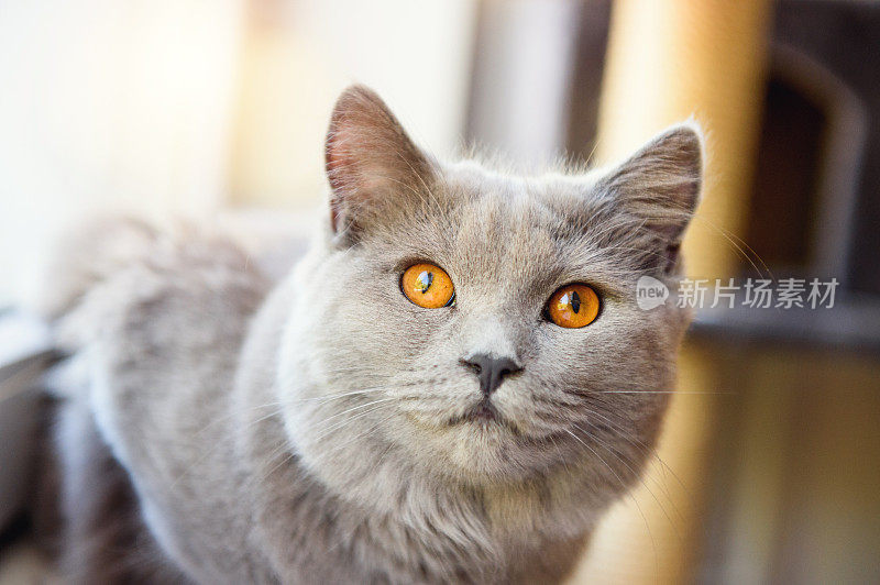 夏特尔猫猫肖像